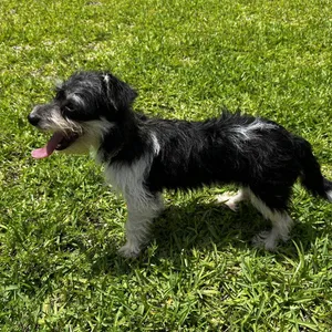 Harper