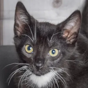 Cattrick
