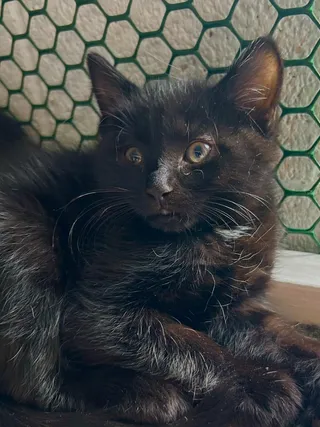 Borg