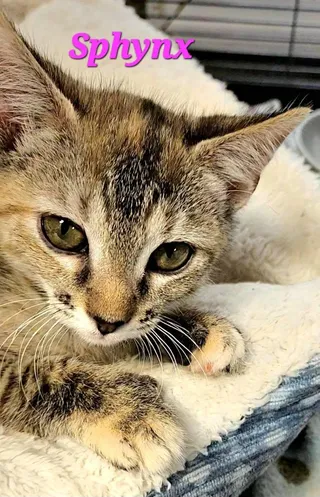 Sphynx