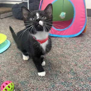 Ozzie