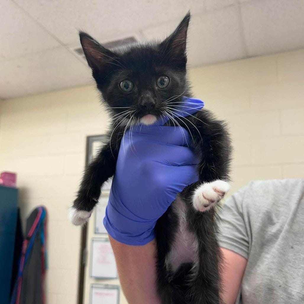 Julius 26-06-071