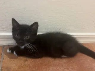 Odie -Lasagna Litter