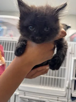 Miso