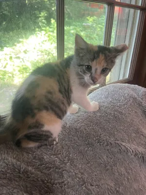 KitKat