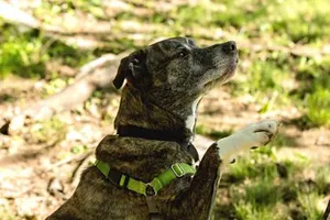 Skye
