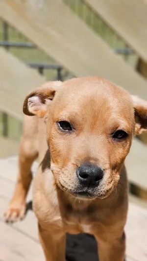 Benny