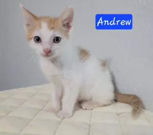 Andrew