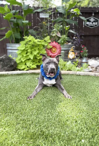 Diesel