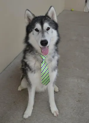 Lobo