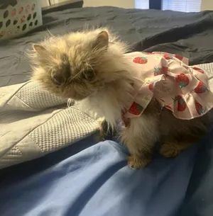 Duchess