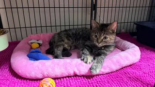 Paula-Purrs-a-lot