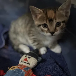 Phoebe