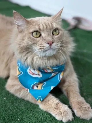 Parmesan-One of our Amazing Rescue Dogs