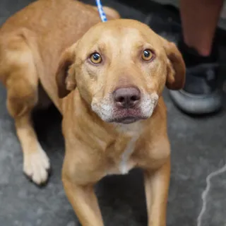 Fiona