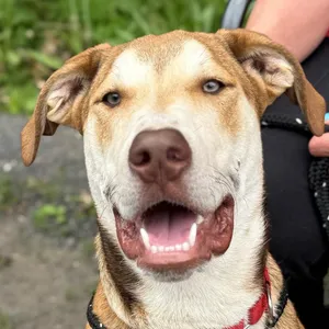 Odin