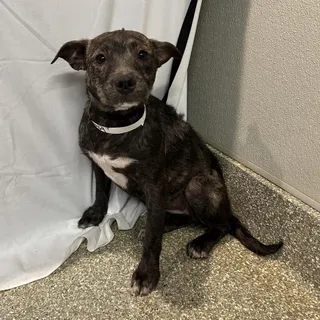 IVHS-Stray-140469