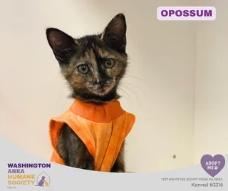 Opossum