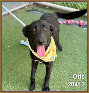 OTIS