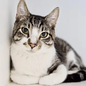 Shitake (bonded w/Shroom)