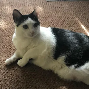 Oreo