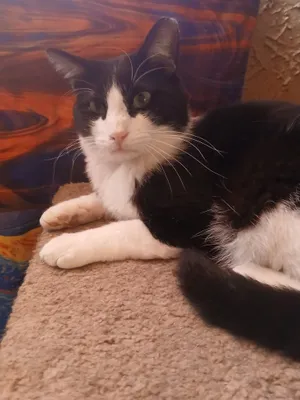 Mr. Tuxedo