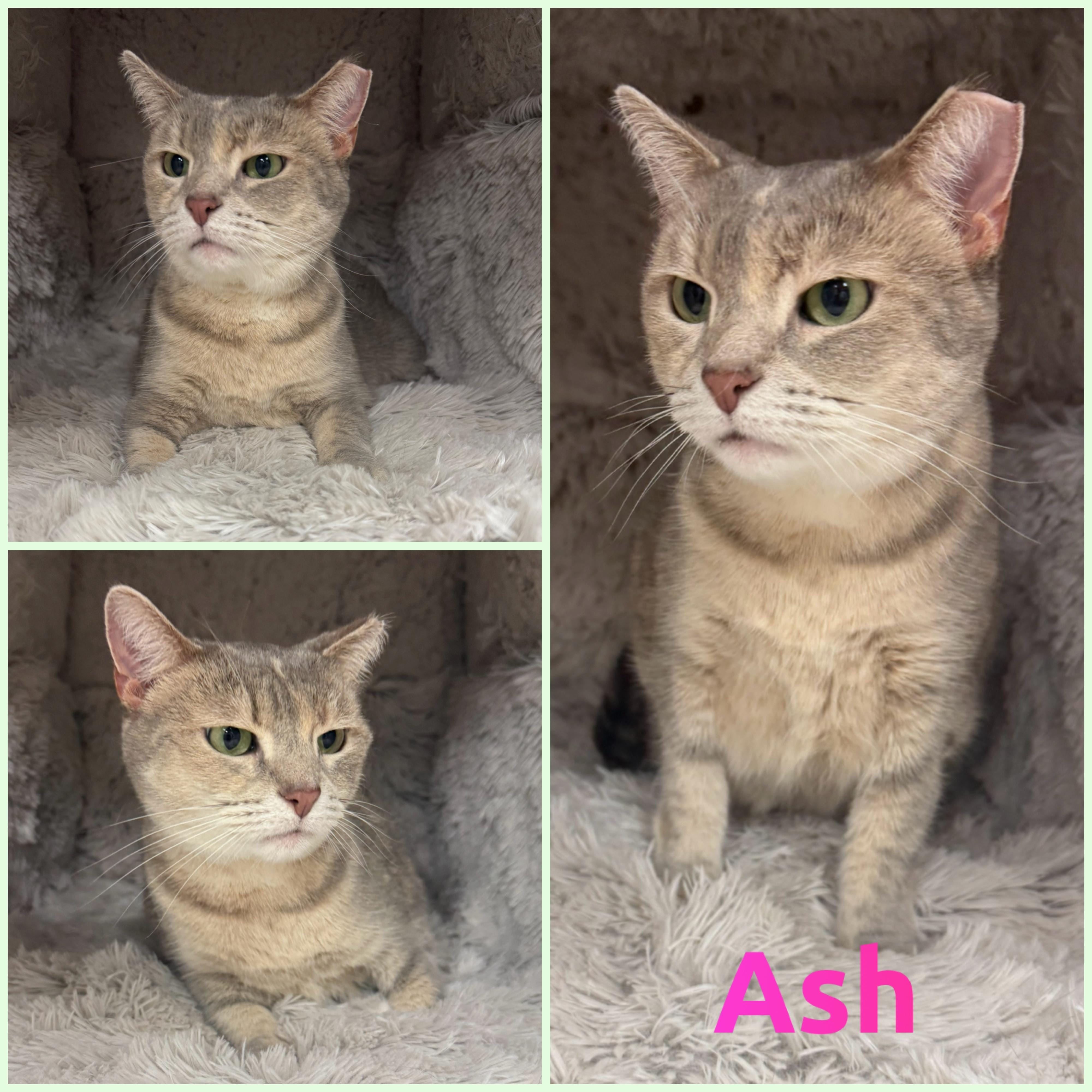 Ash