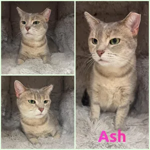 Ash