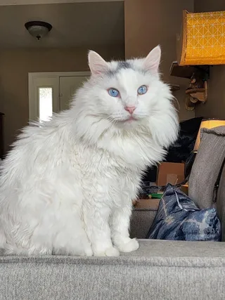 Loki