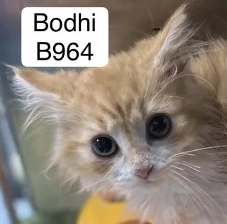 Bodhi