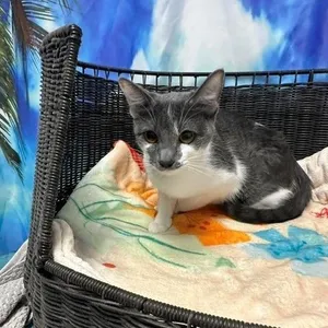 Cleo