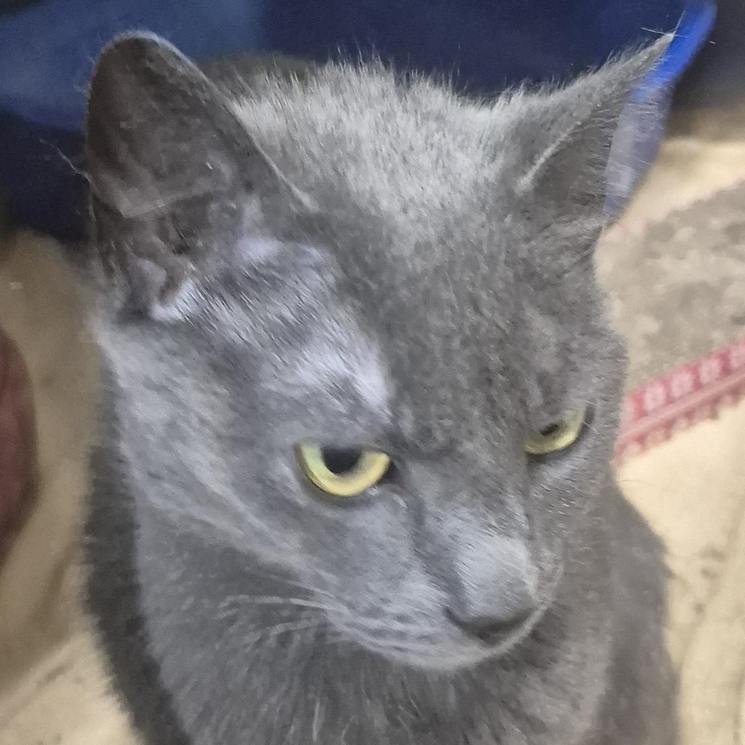 Bitty -- MEET ME AT CRABAPPLE KNOLL VET CLINIC