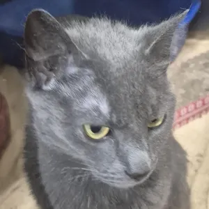 Bitty -- MEET ME AT CRABAPPLE KNOLL VET CLINIC
