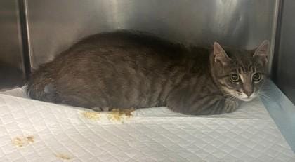 Turnip ( Barn Cat)