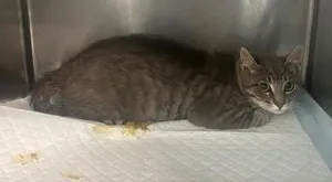 Turnip ( Barn Cat)