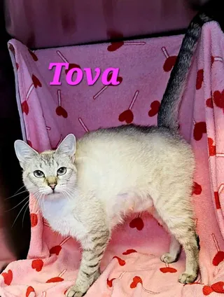 Tova