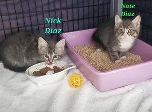 Nate Diaz White paws