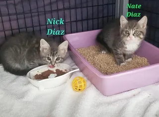 Nate Diaz White paws