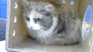 NOVA