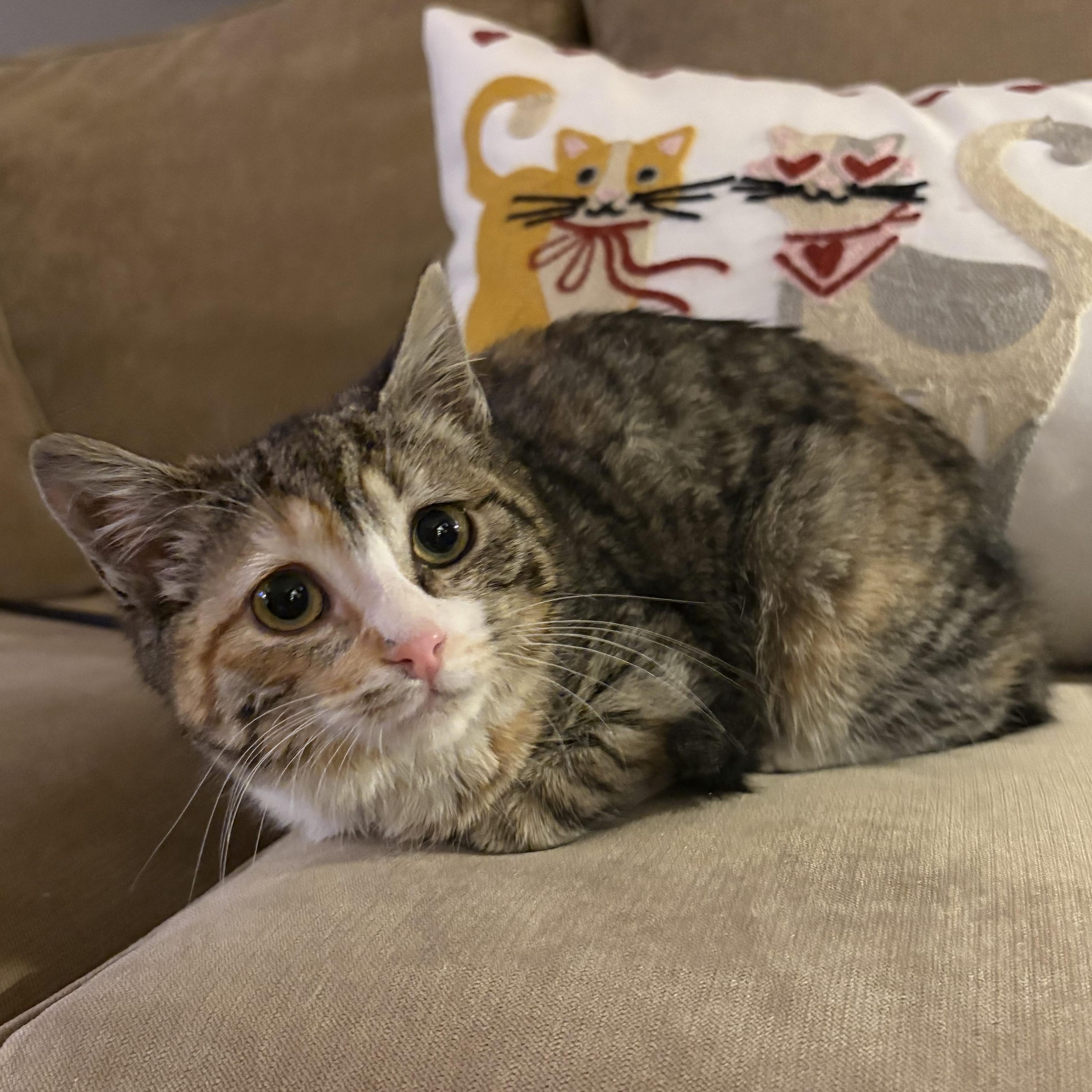 Shira, a Quiet, Shoulder-Riding Cuddle Queen