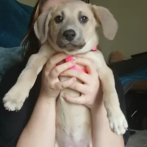 Dobby D68969
