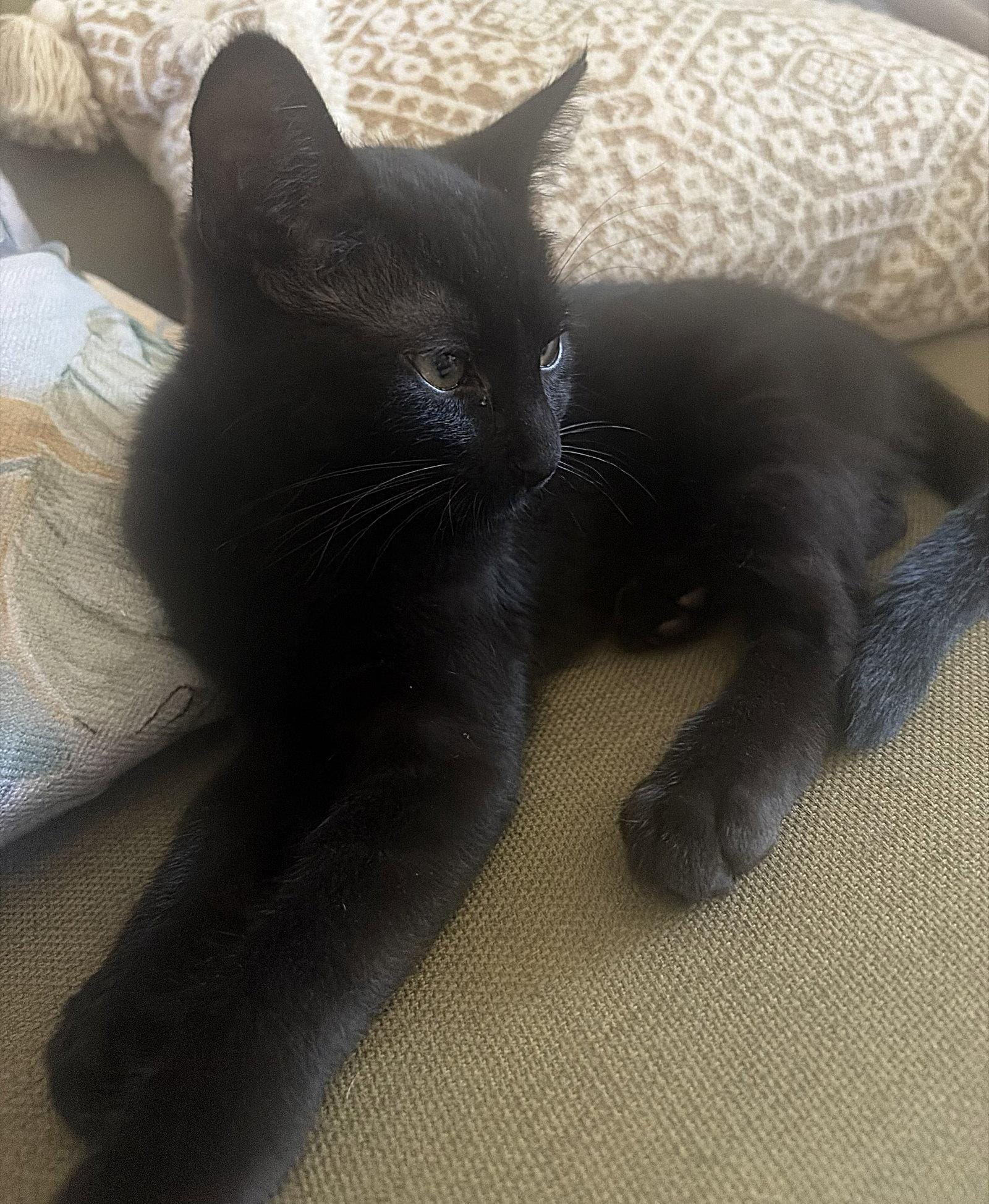 Stanley the Sweet Boy