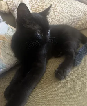 Stanley the Sweet Boy