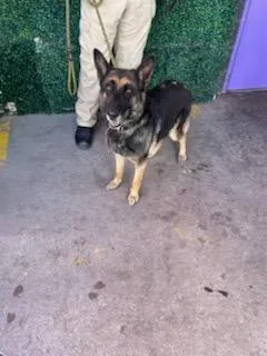 61156270