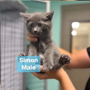 Simon in Chestertown, MD