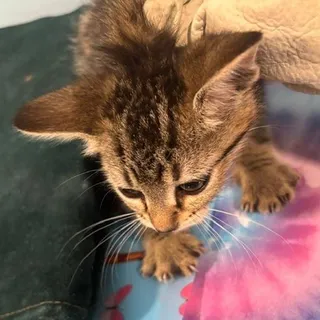 Atlas