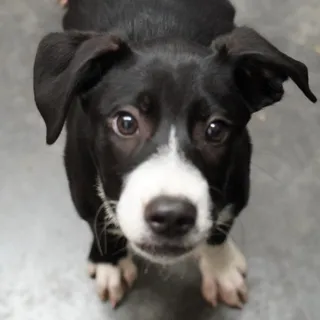 Petunia