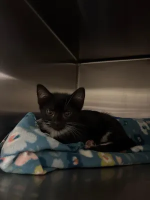 Jill Pickle (Petsmart)