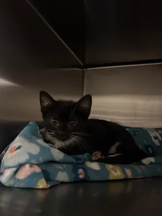 Jill Pickle (Petsmart)