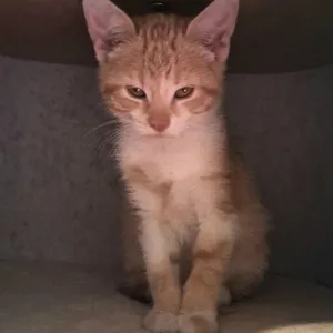 Marigold - purr baby